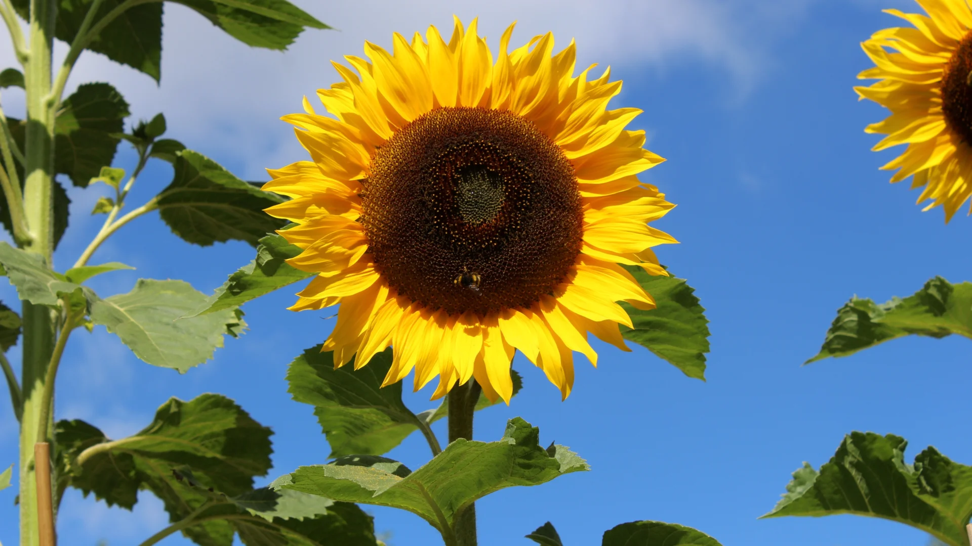 A photo of a large sunflower, with blue sky in the background.