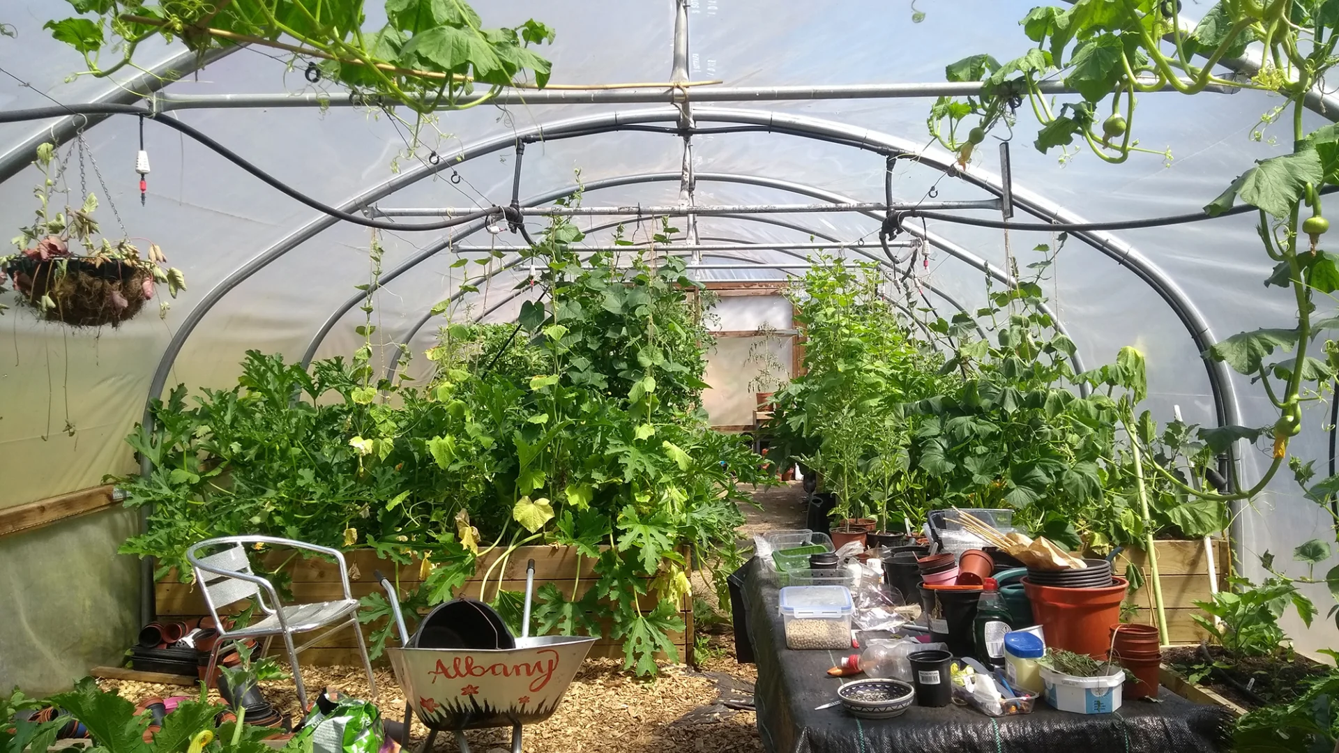 A photo of the polytunnel in the Albany garden. There are lots of plants growing, both from planters on the ground and from the ceiling. There is a table covered with plant pots and a silver wheelbarrow with 'Albany' painted on it in red.