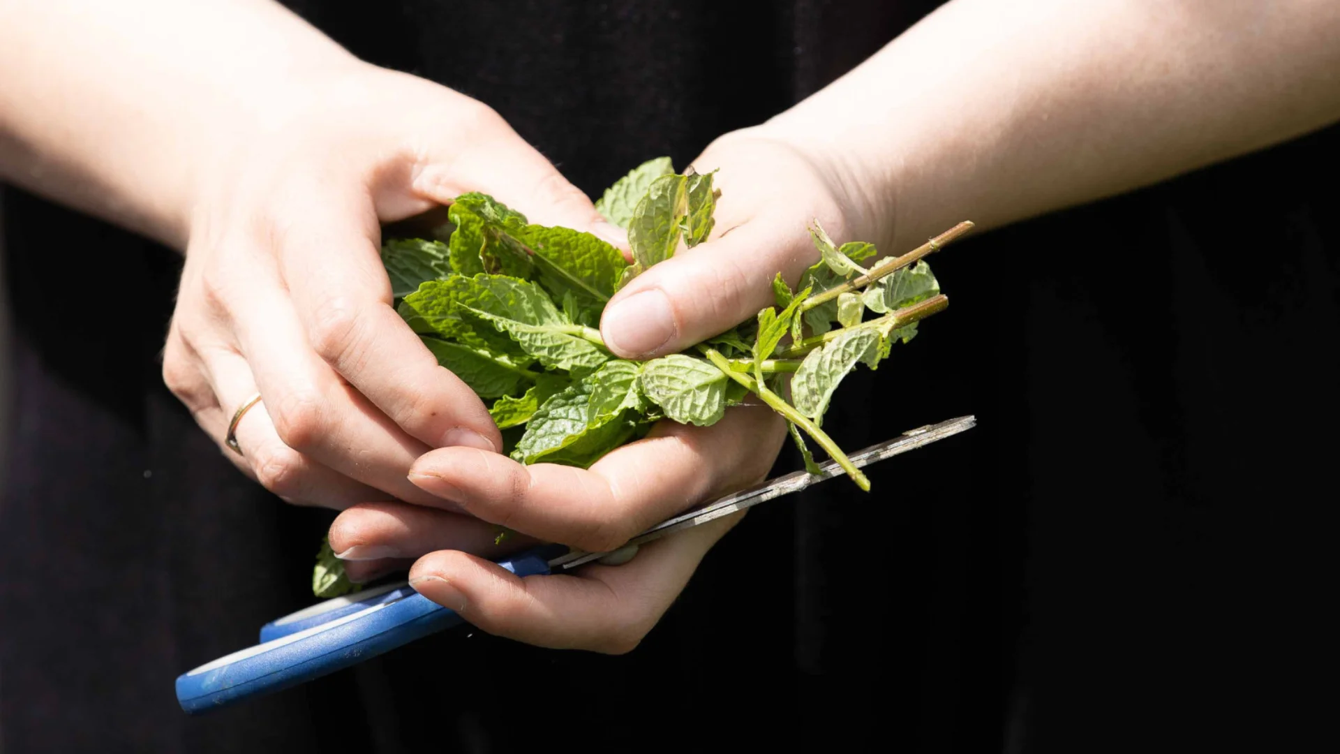 A close up photo of a white person's hands holding a pair of scissors and a bunch of mint.
