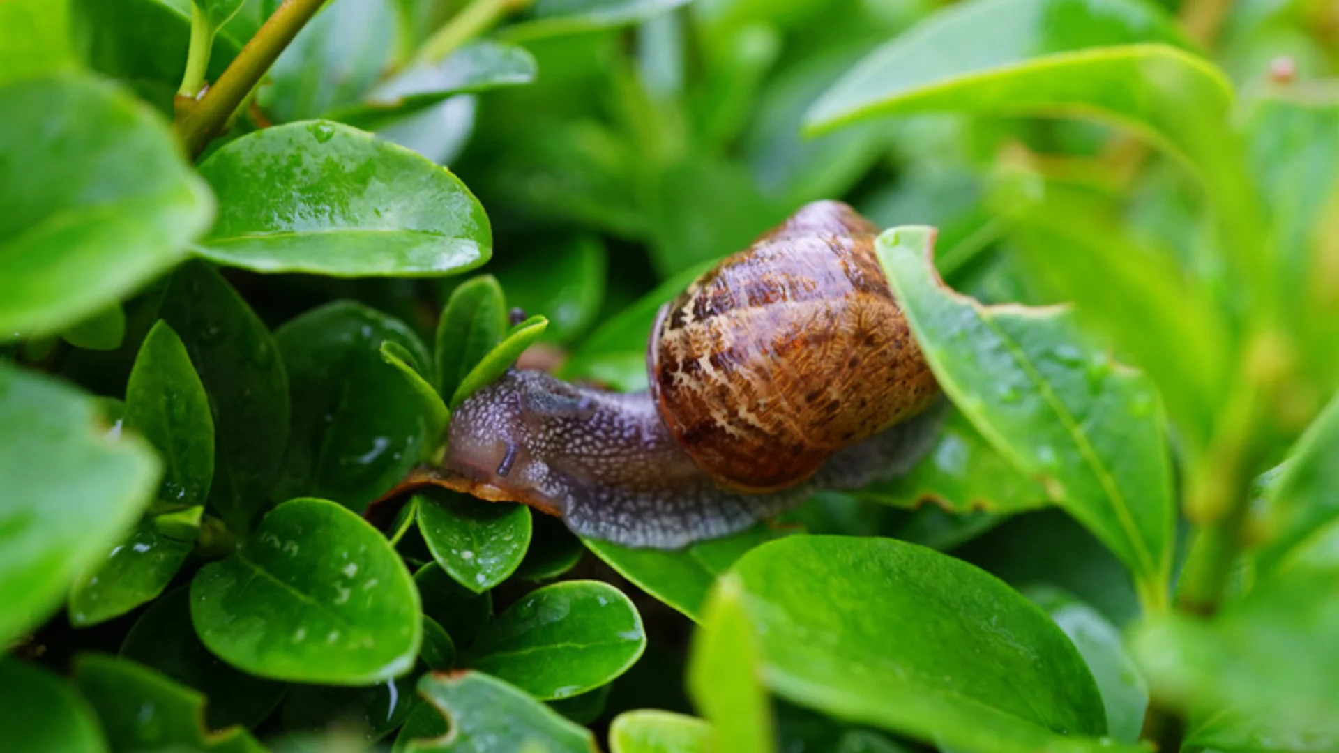 A close up image of a slug on a leaf surrounded by lots more foliage