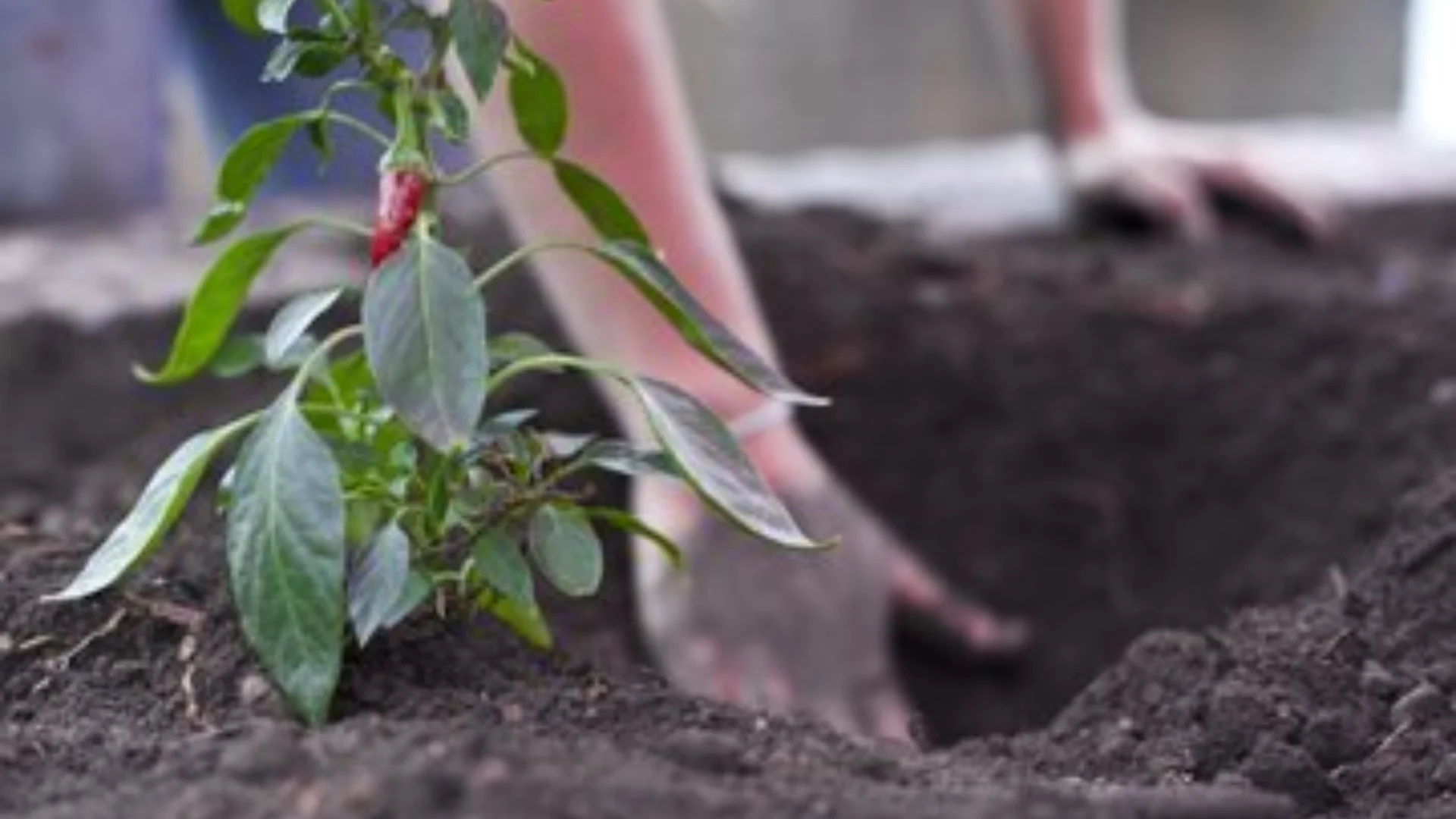 A close up image of a chilli plant, the background is blurred but shows some muddy hand digging a hole in some soil suggesting that the chilli plant is about to be planted into the ground