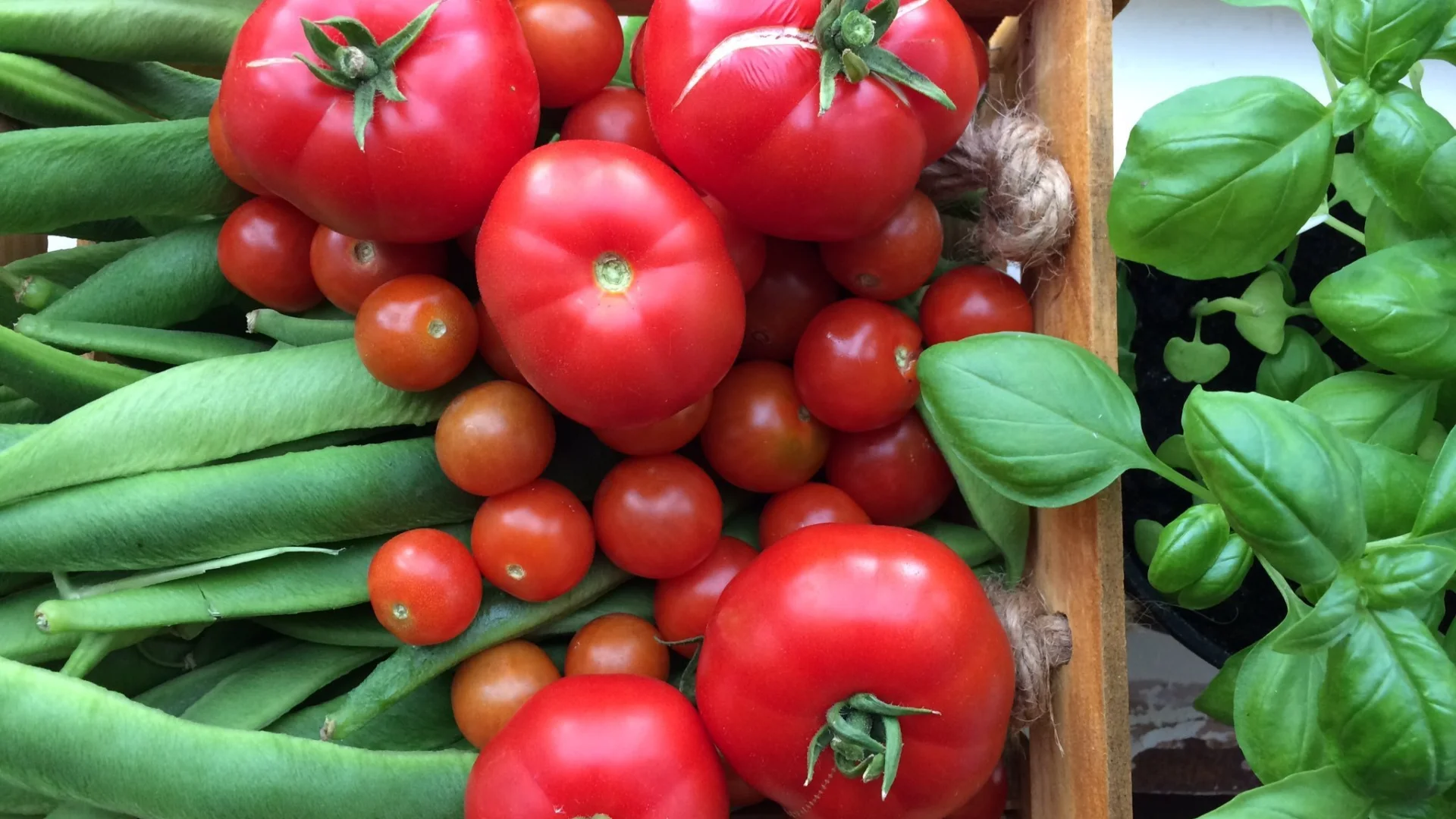 A close up, birds-eye view, image of a box of fresh vegetables. The image centres bright red tomatoes of various sizes and varieties, they are framed on either side by green runner beans and basil leaves. The vegetables all look very fresh and tasty!