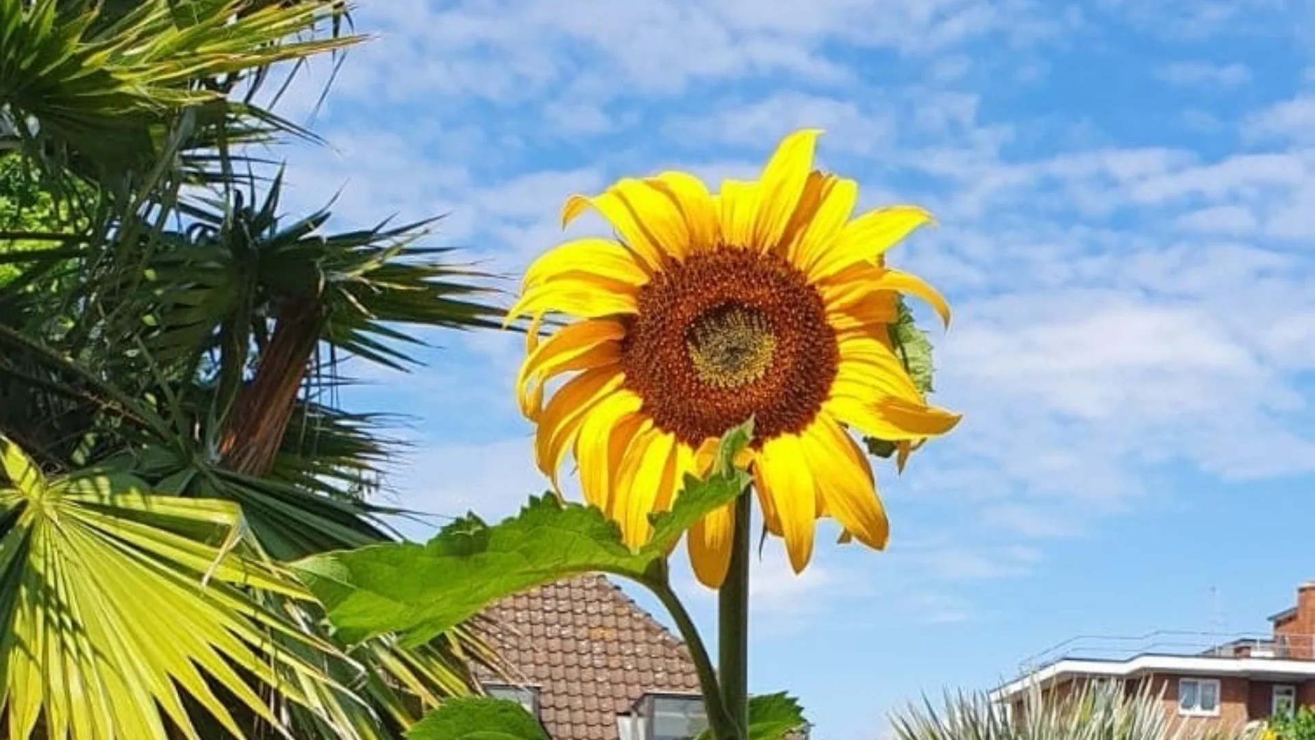An image featuring a bright yellow sunflower front and centre. In the background is a blue sky with a few clouds and some rooftops. You can also see some palm leaves in the background on the left. I looks like a warm day and the sun is shining bright.