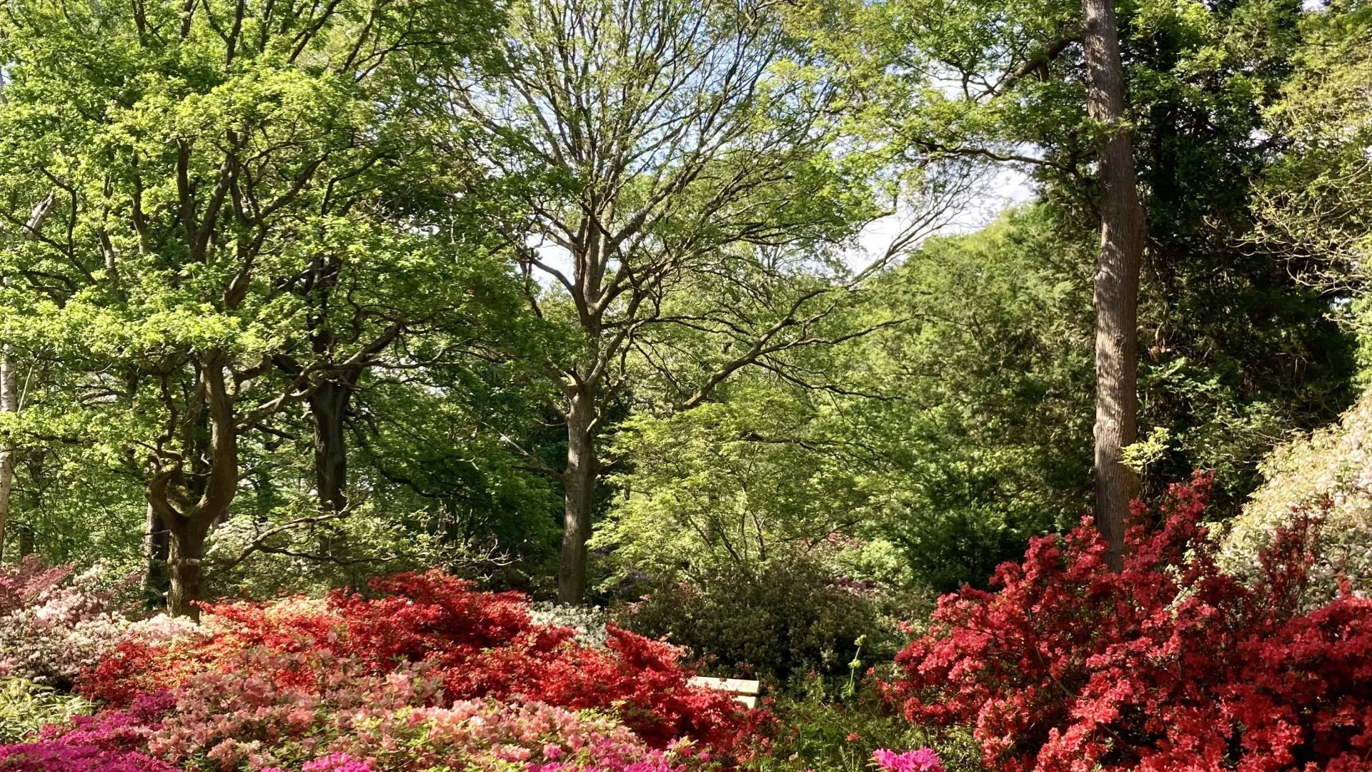 A photo of some trees and pink bushes in the foreground, on a sunny day.