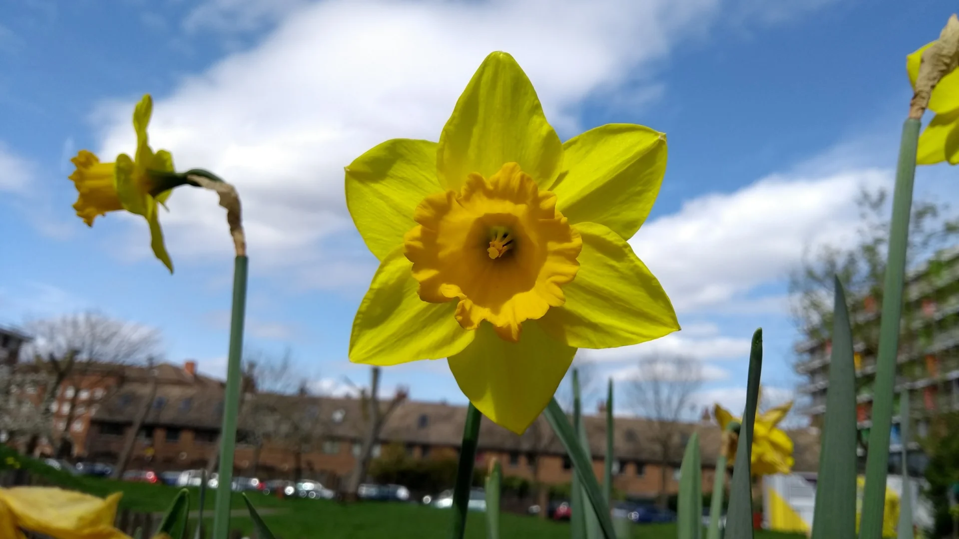 A photo of three yellow daffodils in the Albany garden on a sunny day.