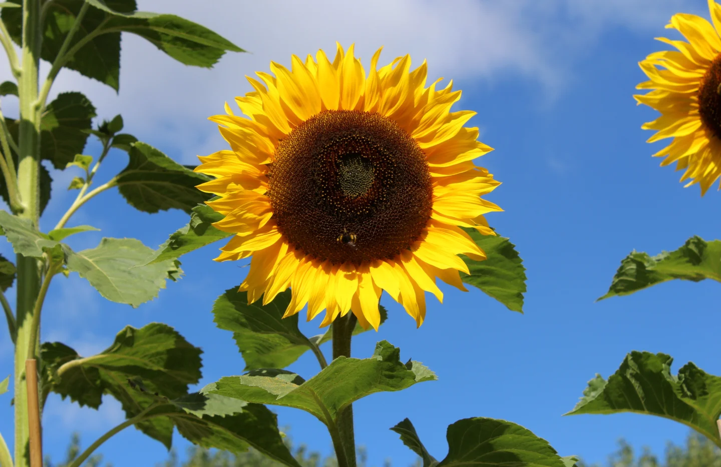 A photo of a large sunflower, with blue sky in the background.