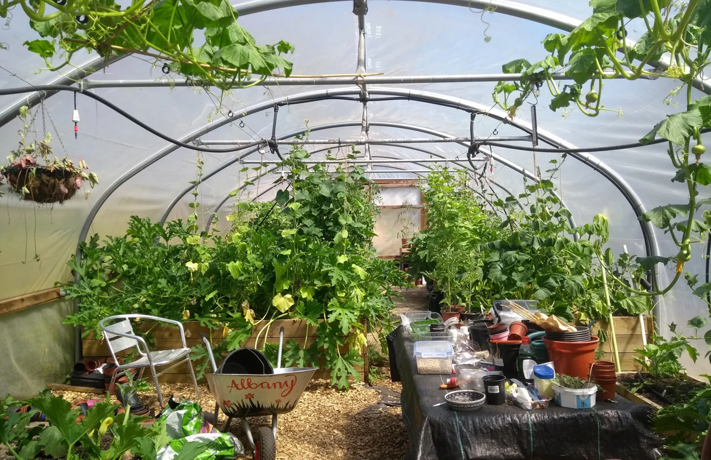 A photo of the polytunnel in the Albany garden. There are lots of plants growing, both from planters on the ground and from the ceiling. There is a table covered with plant pots and a silver wheelbarrow with 'Albany' painted on it in red.