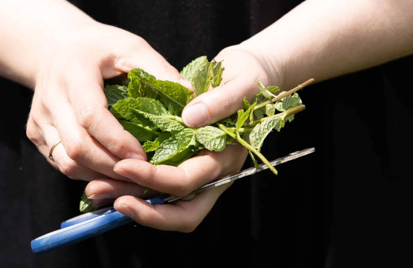 A close up photo of a white person's hands holding a pair of scissors and a bunch of mint.