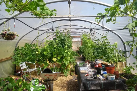 A photo of the polytunnel in the Albany garden. There are lots of plants growing, both from planters on the ground and from the ceiling. There is a table covered with plant pots and a silver wheelbarrow with 'Albany' painted on it in red.