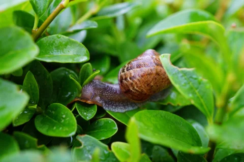 A close up image of a slug on a leaf surrounded by lots more foliage
