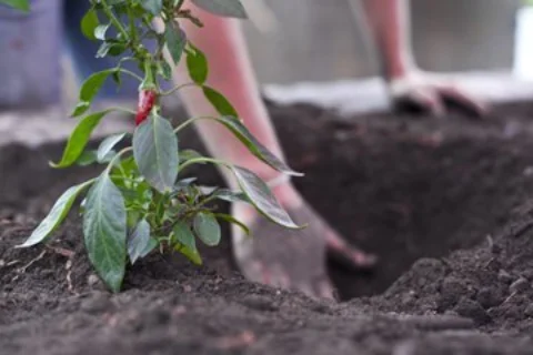 A close up image of a chilli plant, the background is blurred but shows some muddy hand digging a hole in some soil suggesting that the chilli plant is about to be planted into the ground