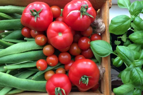 A close up, birds-eye view, image of a box of fresh vegetables. The image centres bright red tomatoes of various sizes and varieties, they are framed on either side by green runner beans and basil leaves. The vegetables all look very fresh and tasty!
