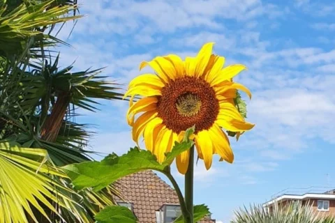 An image featuring a bright yellow sunflower front and centre. In the background is a blue sky with a few clouds and some rooftops. You can also see some palm leaves in the background on the left. I looks like a warm day and the sun is shining bright.