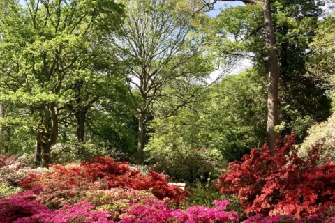 A photo of some trees and pink bushes in the foreground, on a sunny day.