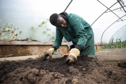 A young black man wearing a green boiler suit and yellow gardening gloves leans over a bed of soil in a polytunnel.