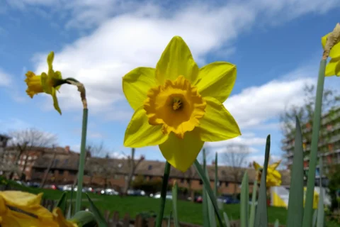 A photo of three yellow daffodils in the Albany garden on a sunny day.